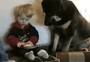 Dog takes food from kid