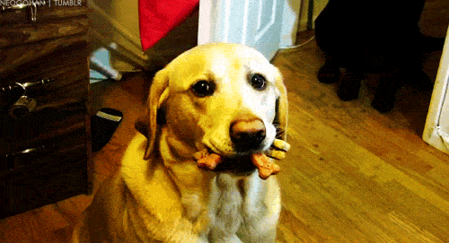 Dog Holding Treats in Mouth